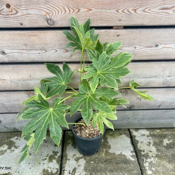 Fatsia Japonica (Arália japonská) ´SPIDER´S WEB´ - kont. C5L, výška: 30-50 cm (-7°C)